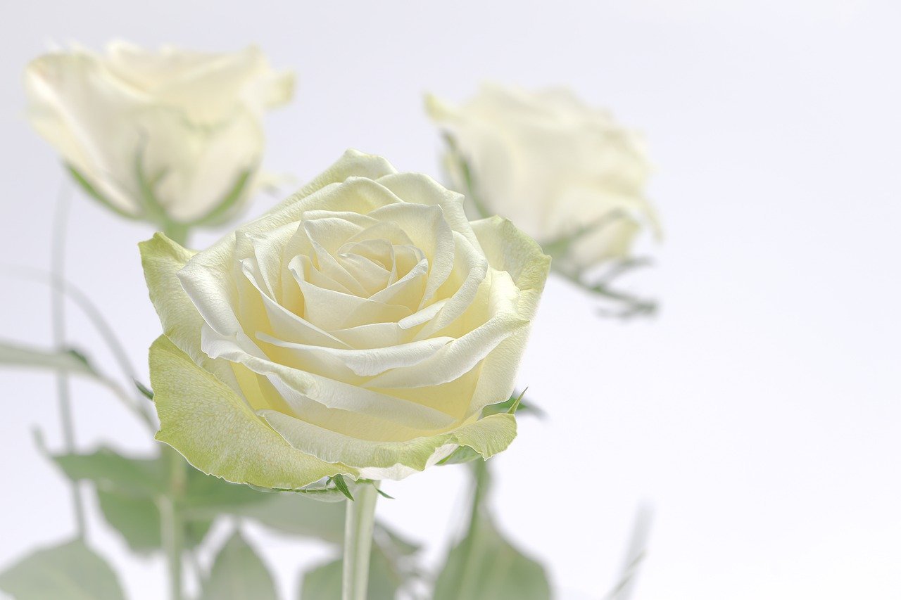 happy mothers day, rose, flower-7714963.jpg